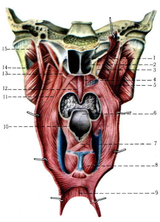 219.      (    - ,   ). 1 - septum cavi nasi; 2 - choanae; 3 - m. tensor veli palatini; 4 - m. levator veli palatini 5 - m. stylopharyngeus; 6 - epiglottis; 7 - m. arytenoideus; 8 - m. cricoarytenoideus posterior; 9 - tunica muscularis esophagi; 10 - aditus laryngis; 11 - m. palatopharyngeus; 12 - uvulae; 13 - m. levator veli palatini; 14 - m. pterygoideus lateralis; 15 - m. pterygoideus medialis