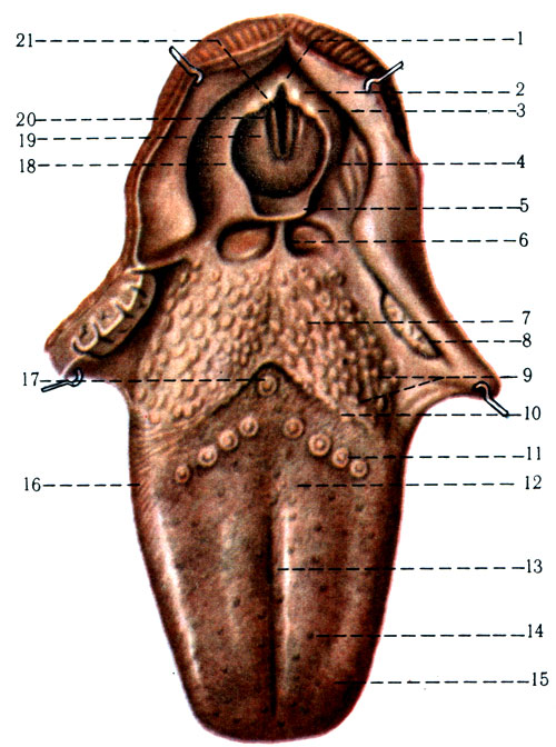 220.      ( ). 1 - incisure interarytenoidea; 2 - tuberculum corniculatum; 3 - tuberculum cuneiforme; 4 - recessus piriformis; 5 - vallecula epiglottica; 6 - plica glossoepiglottica mediana; 7 - radix linguae; 8 - tonsilla palatina; 9 - folliculi linguales; 10 - sulcus terminalis; 11 - papillae fungiformes; 12 - corpus linguae; 13 - sulcus medialis linguae; 14 - papillae filiformes: 15 - papillae conicae; 16 - papillae foliatae; 17 - for. cecum linguae; 18 - plica aryepiglottica; 19 - plica vestibularis; 20 - plica vocalis; 21 - rima glottidis