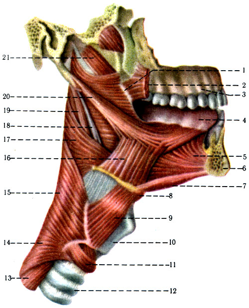 222.        ( . . ). 1 - raphe ptery gomandibularis; 2 - m. buccinator; 3 - maxilla; 4 - lingua; 5 - m. genioglossus; 6 - mandibula; 7 - m. geniohyoideus; 8 - os hyoideum; 9 - m. thyrohyoideus; 10 - cartilago thyroidea; 11 - m. cricothyroideus; 12 - trachea; 13 - esophagus; 14 - m. constrictor pharygnis inferior; 15 - m. constrictor pharyngis medius; 16 - m. hyoglossus; 17 - m. constrictor pharynhis superior; 18 - lig. stylohyoideum; 19 - m. stylopharyngeus; 20 - m. styloglossus; 21 - m. levator veli palatini