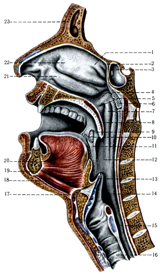 226.  , , ,   . 1 - concha nasalis superior; 2 - concha nasalis suprema; 3 - sinus sphenoidalis; 4 - plica salpingopalatina; 5 - ostium pharyngeum tubae; 6 - tonsflla pharyngea; 7- torus tubarius; 8 - uvula; 9 - tonsflla palatina; 10 - arcus palatoglossus; 11 - arcus palatopharyngeus; 12 - pars oralis pharyngis; 13 - epiglottis; 14 - pars laryngea pharyngis; 15 - esophagus; 16 - trachea; 17 - corpus ossis hyoidei; 18 - m. mylohyoideus; 19 - m. geniohyoideus; 20 - m. genioglossus; 21 - concha nasalis inferior; 22 - concha nasalis media; 23 - sinus frontalis