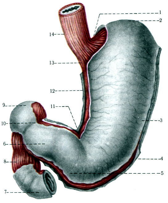 230.  ( . . ). 1 - incisura cardiaca ventriculi; 2 - fundus ventriculi; 3 - corpus; 4 - curvatura ventriculi major; 5 - pars pylorica; 6 - antrum pyloricum; 7 - pars horizon talis inferior duodeni; 8 - pars descendens duodeni; 9 - pars superior duodeni; 10 - pylorus; 11 - incisura angularis; 12 - curvatura ventriculi minor; 13 - pars cardiaca; 14 - esophagus