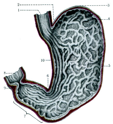 235.      . 1 - esophagus; 2 - incisura cardiaca ventriculi; 3 - fundus (fornix) ventriculi; 4 - plicae gastricae; 5 - curvatura ventriculi major; 6 - incisura angularis; 7 - canalis pyloricus; 8 - ostium pyloricum; 9 - m. sphincter pylori; 10 - curvatura ventriculi minor