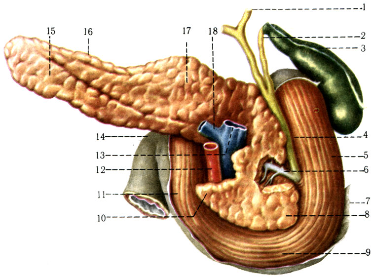 241.  ,  ,      ( ). 1 - ductus hepaticus; 2 - ductus cysticus; 3 - vesica fellea; 4 - ductus choledochus; 5 - pars descendens duodeni; 6 - ductus pancreaticus; 7 - peritoneum; 8 - caput pancreatis; 9 - pars horizontalis duodeni; 10 - processus uncinatus; 11 - pars ascendens duodeni; 12 - a. mesenterica superior; 13 - v. mesenterica superior; 14 - flexura duodenojejunalis; 15 - cauda pancreatis; 16 - margo superior; 17 - corpus pancreatis; 18 - vena lienalis