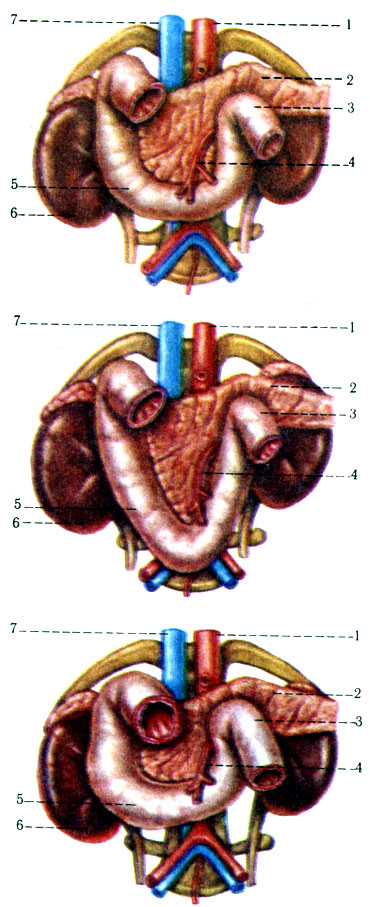 244.    . 1 - ; 2 - pancreas; 3 - flexura duodenojejunalis; 4 - a. mesenterica superior; 5 - duodenum; 6 - ren; 7 - v. cava inferior