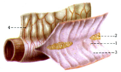 246.      . 1 - folliculi lymphatici solitarii; 2 - folliculi lymphatici aggregati; 3 - plicae circulares; 4 - mesenterium