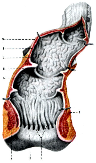 258.    ( . . ). 1 - m. levator ani; 2 - columnae anales; 3 - zona hemorrhoidalis; 4 - m. sphincter ani externus; 5 - ampulla recti; 6 - plicae transversales; 7 - tunica mucosa; 8 - tunica muscularis; 9 - peritoneum