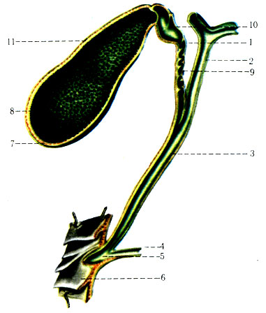 270.       ( . . ). 1 - ductus cysticus; 2 - ductus hepaticus communis; 3 - ductus choledochus; 4 - ductus pancreaticus; 5 - ampulla hepatopancreatica; 6 - duodenum; 7 - fundus vesicae fellae; 8 - plicae tunicae mucosae vesicae fellae; 9 - plica spiralis; 10 - collum vesisae fellae