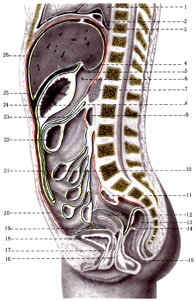 275.   ( )   ( )      . 1 - pulmo; 2 - phrenicus; 3 - lig. coronarium hepatis; 4 - recessus superior omentalis; 5 - lig. hepatogastricum; 6 - for. epiploicum; 7 - pancreas; 8 - radix mesenterii; 9 - duadenum; 10 - jejunum; 11 - colon sigmoideum; 12 - corpus uteri; 13 - rectum; 14 - excavatio rectouterina; 15 - anus; 16 - vagina; 17 - urethra; 18 - vesica urinaria; 19 - excavatio vesicouterina; 20 - peritoneum parietalis; 21 - omentum majus; 22 - colon transversum; 23 - mesocolon; 24 - bursa omentalis; 25 - ventriculus; 26 - hepar