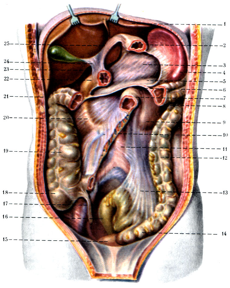 276.   ,      . 1 - lobus hepatis sinister; 2 - ventriculus; 3 - pancreas; 4 - lien; 5 - bursa omentalis; 6 - mesocolon transversum; 7 - flexura duodenojejunalis; 8 - colon transversum; 9 - ren sinister; 10 - radix mesenterii; 11 - aorta; 12 - colon descendens; 13 - mesocolon sigmoideum; 14 - colon sigmoideum; 15 - vesica urinaria; 16 - rectum; 17 - appendix vermiformis; 18 - cecum; 19 - colon ascendens; 20 - duodenum; 21 - flexura coli dextra; 22 - pylorus; 23 - for. epiploicum; 24 - lig. hepatoduodenal; 25 - lig. hepatogastricum