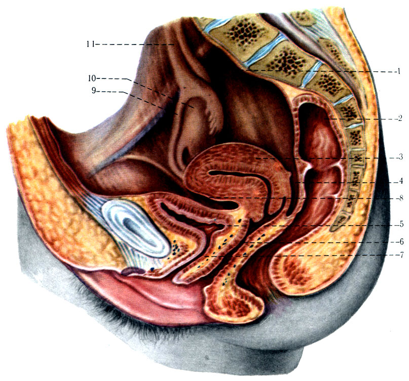 280.          (). 1 - peritoneum parietale; 2 - rectum; 3 - uterus; 4 - excavatio rectouterina; 5 - vesica urinaria; 6 - vagina; 7 - urethra; 8 - excavatio vesicouterina; 9 - tuba uterina; 10 - ovarium; 11 - lig. suspensorium ovarii