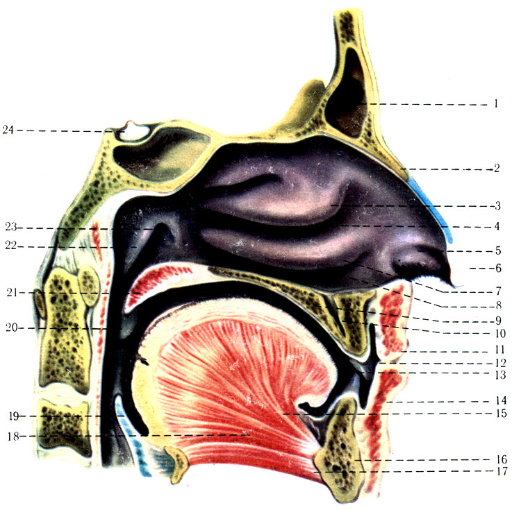 289.   (cavum nasi)  . 1 - sinus frontalis; 2 - os nasale; 3 - concha nasalis media; 4 - meatus nasi medius; 5 - vestibulum nasi; 6 - apex nasi; 7 - concha nasalis inferior; 8 - meatus nasi inferior; 9 - palatum durum; 10 - canalis incisivus; 11 - labium superior; 12 - vestibulum oris; 13 - cavum oris proprium; 14 - labium inferius; 15 - lingua; 16 - mandibula; 17 - m. geniohyoideus; 18 - m. genioglossus; 19 - epiglottis; 20 - plica palatopharyngea; 21 - palatum molle; 22 - torus tubarius; 23 - ostium tubae auditivae; 24 - hypophysis