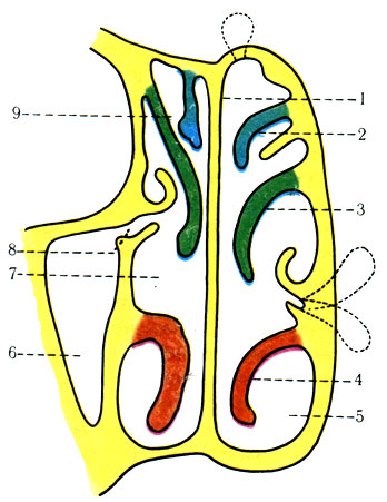 290.     ;  ( Peter). 1 - pars ossea septi nasi; 2 - concha nasalis superior; 3 - concha nasalis media; 4 - concha nasalis inferior; 5 - meatus nasi inferior; 6 - sinus maxillaris; 7 - meatus nasi medius; 8 - hiatus sinus maxillaris; 9 - meatus nasi superior