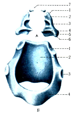291. .     (cartilagines arytenoideae et corniculatae). 1 - apex; 2 - colliculus; 3 - fovea triangularis; 4 - processus vocalis; 5 - fovea oblongata; 6 - processus muscularis; 7 - cartilagines corniculatae. .   (cartilago) 1 - fades articularis arytenofdea; 2 - lamina; 3 - fades articularis thyroidea; 4 - arcus