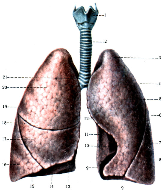 303. ,    . 1 - larynx; 2 - trachea; 3 - apex pulmonis; 4 - fades costalis; 5 - lobus superior; 6 - pulmo sinister; 7 - fissura obliqua; 8 - lobus inferior; 9 - basis pulmonis; 10 - Kngula pulmonis; 11 - impressio cardiaca; 12 - margo posterior; 13 - margo anterior; 14 - fades diaphragmatica; 15 - margo inferior; 16 - lobus inferior; 17 - lobus medius; 18 - fissura horizontalis; 19 - pulmo dexter; 20 - lobus superior; 21 - bifurcatio tracheae