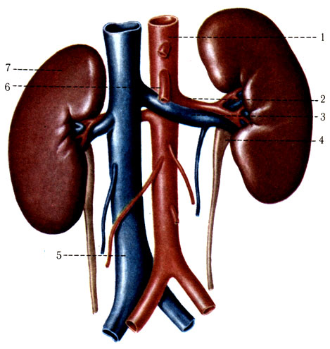 316.     ( ). 1 - aorta abdominalis; 2 - a. renalis sinistra; 3 - v. renalis sinistra; 4 - ureter sinister; 5 - v. cava inferior; 6 - a. mesenterica superior; 7 - ren sinister