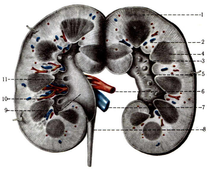317.   , . 1 - cortex renis; 2 - columnae renales; 3 - papillae renales; 4 - medulla renis; 5 - sinus renalis; 6 - a. renalis; 7 - v. renalis; 8 - ureter; 9 - pelvis renalis; 10 - calices renales minores; 11 - calices renales majores