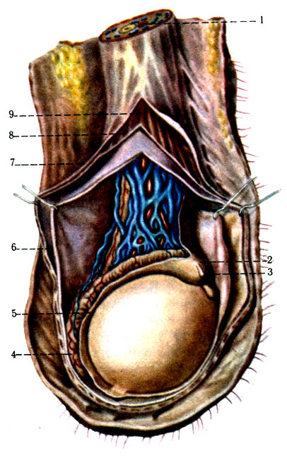 324.       ( . . ). 1 - funiculus spermaticus; 2 - caput epididymidis; 3 - appendix testis; 4 - cauda epididymidis; 5 - sinus epididymidis; 6 - tunica vaginalis testis; 7 - f. spermatica externa; 8 - f. spermatica interna; 9 - m. cremaster