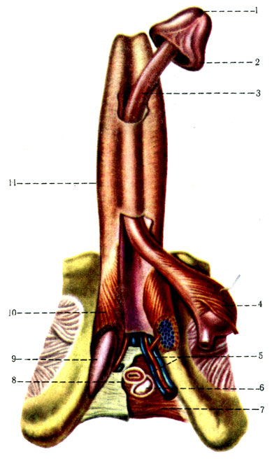 327.         .   ( . . ) 1 - ostium urethrae externum; 2 - corona glandis; 3 - corpus spongiosum penis; 4 - m. bulbospongiosus; 5 - a et v. penis; 6 - gl. bulbourethralis; 7 - m. transversus perinei profundus; 8 - m. sphincter urethrae; 9 - crus penis; 10 - m. ischiocavernosus; 11 - corpora cavernosa penis