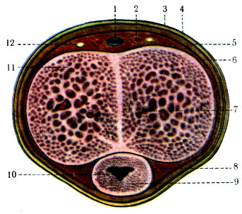 328.    . 1 - v. dorsalis penis; 2 - a. dorsalis penis; 3 - cutis; 4 - tela subcutanea penis; 5 - f. penis; 6 - tunica albuginea penis; 7 - a. profunda penis; 8 - tunica albuginea corporis cavernosi urethrae; 9 - corpus cavernosum urethrae; 10 - urethra; 11 - corpus spongiosum penis; 12 - n. dorsalis penis