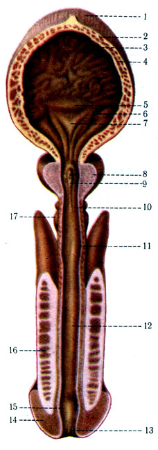 329.        ( , ). 1 - vertex vesicae; 2 - tunica muscularis; 3 - tunica mucosa; 4 - tela submucosa; 5 - plica interureterica; 6 - ostium ureteris; 7 - trigonum vesicae; 8 - prostata; 9 - colliculus seminalis; 10 - pars membranacea urethrae; 11 - bulbus urethrae; 12 - pars cavernosa urethrae; 13 - ostium urethrae; 14 - corpus spongiosum glandis; 15 - fossa navicularis; 16 - corpus cavernosum penis; 17 - gl. bulbourethral