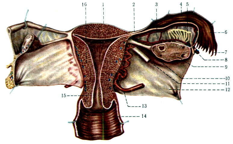 330.  ( ),     ( ). 1 - fundus uteri; 2 - isthmus tubae uterinae; 3 - mesosalpinx; 4 - tuba uterina; 5 - epoophoron; 6 - ampulla tubae uterinae; 7 - fimbria tubae; 8 - lig. suspensorium ovarii   ; 9 - ovarium; 10 - lig. ovarii proprii; 11 - lig. teres uteri; 12 - lig. latum uteri; 13 - a. uterina; 14 - vagina; 15 - cervix uteri; 16 - corpus uteri