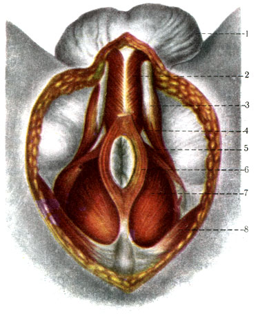 337.    ( , ). 1 - scrotum; 2 - m. bulbospongiosus; 3 - m. ischiocavernosus; 4 - diaphragma urogenitales; 5 - m. transversus perinei superficialis; 6 - m. sphincter ani externus; 7 - m. levator ani; 8 - m. gluteus maximus