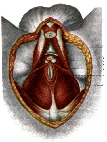 338.   .     ( , ). 1 - scrotum; 2 - m. ischiocavernosus; 3 - urethra; 4 - gl. urethrales; 5 - m. transversus perinei profundus; 6 - m. transversus perinei superficialis; 7 - m. sphincter ani externus; 8 - m. levator ani