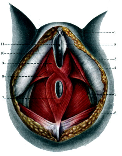 339.   . 1 - glans clitoridis; 2 - labium minus pudendi; 3 - m. ischiocavernosus; 4 - m. transversus perinei profundus; 5 - m. levator ani; 6 - m. gluteus maximus; 7 - m. sphincter ani externus; 8 - m. transversus perinei superficialis; 9 - m. bulbospongiosus; 10 - vagina; 11 - orificium urethrae externum