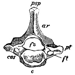 . 14. VII   .  - corpus ; fv - for. vertebrale; psp - pr. spinosus; ar - arcus vert.; pt - pr. transv.; cos - ; ft - for. transversale