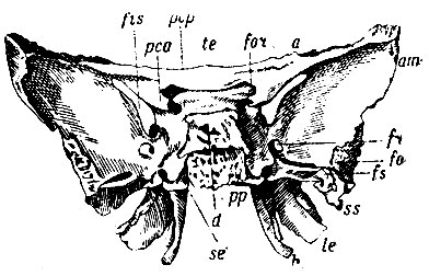 . 26.   . d - dorsum sellae turcicae; pcp - processus clinoideus postic; te - tuberculum sellae;: pca - proc. clinoideus anticus; sb - sulcus caroticus; for-foramen opticum; a -  ; fis - fissura orbitalis sup.; am -  ; fr - for. rotundum ; fo - foramen ovale; fs - for. spinosum; ss - spina angular is; pp - processus pterygoideus; h - hamulus pterygoi deus; le - lamin ???  
