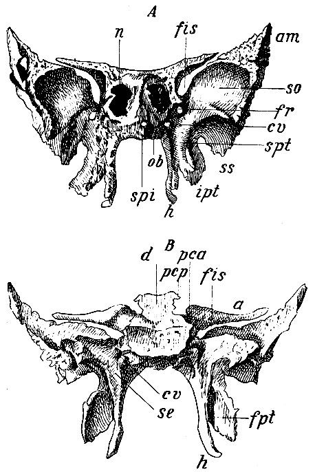 . 27.  :  - ;  - . a - ala minor; d - dorsum sellae turc., pcp - processus clinoideus posticus; pca - proc. Clinoideus anticus; fr - for. rotundum; ss - spina angularis; n - ,   sinus sphenoidalis; ob - ossiculum Bertinii; fis - fissura orbitalis superior; so - superficies orbitalis  ; cv - canalis Vidianus; ipt - incisura pterygoidea; h - hamulus pterygoideus; spt - sulcus pterygopalatine; fpt - fossa pterygoidea; se - sulcus pro tuba Eustachii; spi - spina sphenoidalis