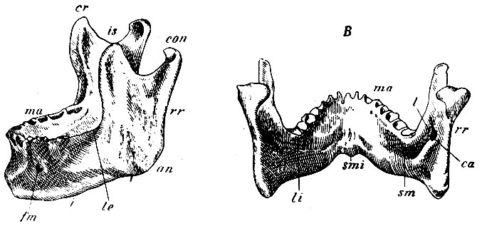 . 39.  :  - ,  - .  - margo alveolaris; i -  ; an - angulus max.; rr - rami: fm -foramen mentale; le - linea arcuata externa; li - linea arcuata interna; smi - spina mentalis interna; sm - sulcus mylohyoideus; ca - apertura interna canalis alveolaris; l - lingula; con - processus condyloideus; cr - proc. coronoideus; is - incisura semilunaris