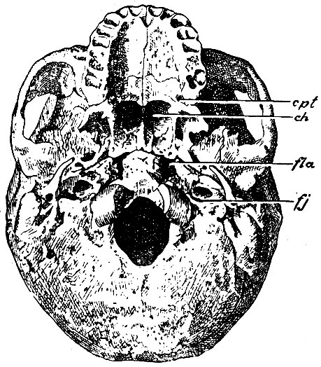 . 42.     . cpt -   canalis pterygo-palatini; h - choanae; fla - foramen lacerum anterius; fj - foramen jugulare