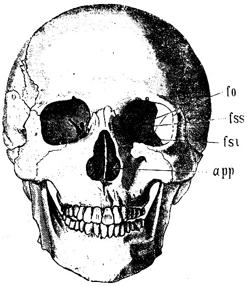 . 44.  . fo - foramen opticum; fss - fissura orbitalis sup.; fsi - fissura orbitalis inf.; app - apertura pyriformis