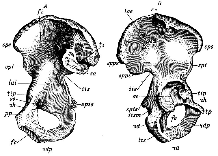 . 52.   :  - ;  - . fi - fossa iliaca; lai - linea arcuata interna; sa - superficies auricularis; ti - tuberositas iliaca; lae - linea arcuata externa; cr - crista iliaca; sps - spina os. iliacae anterior superior; spi - spina os. il. anterior inferior; spps - spina os. il. posterior superior; sppi - spina os il. posterior inferior; iis - incisura ischiadica major; spis - spina ischiadica; iism - incisura ischiadica minor; rd - ramus descendens os. ischii; tis - tuberositas os. ischii; ra - ramus ascendens os. ischii; rh - ramus horizontalis os. pubis; rdp - ramus descendens os. pubis; tip. - tuberculum iliopubicum; tp - tuberculum pubicum; pp - pecten os. pubis; so - sulcus obturatorius; fc -    ; fo - foramen ovale;  - acetabulum