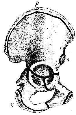 . 79.     ().  -  cristae oss. ilei; is -   ;  -  spinae anterior inferior ()