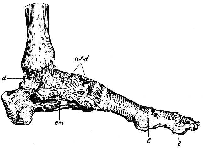 . 119.   -  . d - ligg. deltoides  ; ald - apparatus ligamentous dorsalis; cn - lig. calcaneo-naviculare; l, l, - ligg. lateralia  