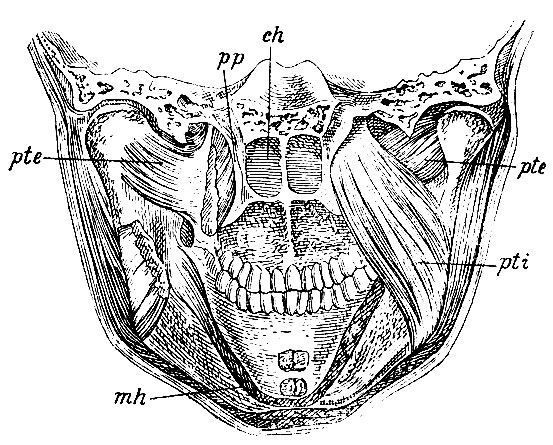 . 126.    . pti - m. pterygoideus internus; pte - m. pterygoideus externus; mh -  m. mylo-hyoidei; pp - processus pterygoideus   ch - choanae