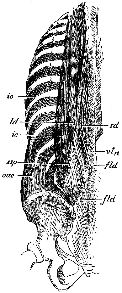 . 137.   . ssp - m. sacro-spinalis;    : ic-rn. ilio-costal is  ld - m. longissimus dorsi; sd - m. spinalis .dorsi; vt12 -     ; fld, fld - fascia lumbo-dorsalis; ic - musculi intercostales externi; oae - m. obliquus abdominis externus