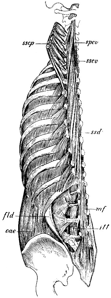. 140.     . sscp - m. semispinalis capitis,          ,      sscv - m. semispinalis cervicis; ssd - m. semispinalis dorsi; mf - m. multifidus; itt - musculi intertransversales; spcv - m. spinalis cervicis; fid - fascia lumbo-dorsalis, -  ;  - m. obliquus abdominis externus