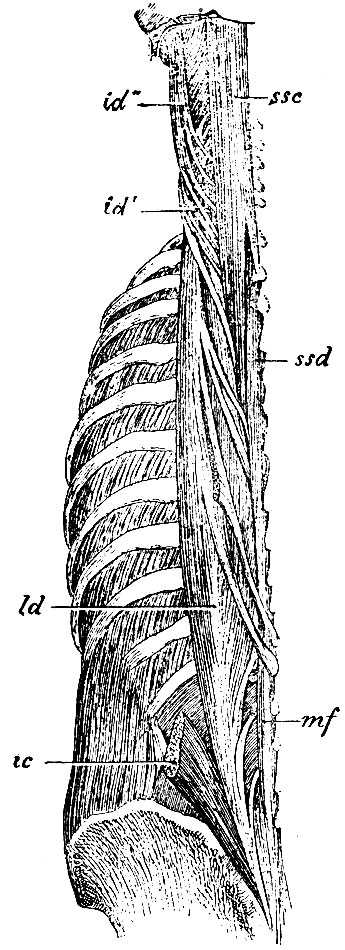 . 139.    ,    .,   ,  m. ilio-costalis ,        - ic;   m. spinalis dorsi. M-lus longissimus dorsi  ,    ,       ,     ; dl -   m. longissimi dorsi; id' -   (  m.transversus cervicis); id' -   m. longissimi (  m. trachelo-mastoideus); ssd-jn. semi spinalis dorsi; ssc - m. semispinalis capitis ( musculi biventer et complexus); mf - m. multifidus (     )