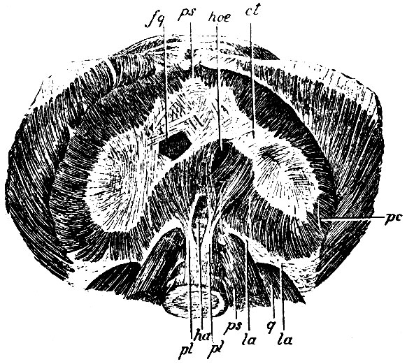 . 142.    . ct - centrum tendineum (s. pars tend.); pi -     ; la, la -   (lig. arcuata Halleri),         m. psoas (ps)  m. quadratus lumborum (q);  - pars costalis diaphragmatis; ps - pars sternalis diaphragmatis; ha - hiatus aorticus; hoe - hiatus oesophageus; jq - foramen quadrilaterum