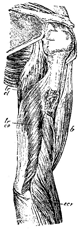 . 151.   . tr, cl -   m. tricipitis; tr,  -   m. tricipitis (     ); b - m. biceps; ecr - m. extensor carpi radialis