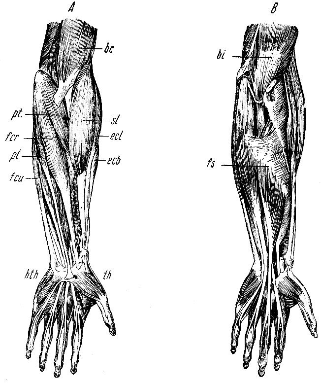 . 152.    .  -  ;  -  , pt - m. pronator teres; fcr - m. flexor carpi radialis; pl - m. palmaris longus; fcu - m. flexor carpi ulnaris;  . : fs - m. flexor digitorum communis superficialis.       . A: bc - m. biceps brachii,  lacertus fibrosus ,     ; sl - m. supinator longus; ecl - m. extensor carpi radialis longus; ecb - m. extensor carpi rad. brevis; th -  eminentiae thenar; hth -  eminentiae hipothenar;  . : bi - m. brachialis internus