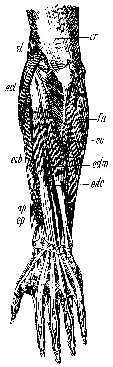 . 155.    ,  . si - m. supinator longus; ecl- m. extensor carpi radialis longus; ecb - m. extensor carpi radialis brevis; edc - extensor digitorum communis; edm - extensor digiti minimi; eu - extensor carpi ulnaris.     :  - abductor pollicis longus;  - extensor pollicis brevis.    : tr - m. triceps brachii; fu - m. flexor carpi ulnaris