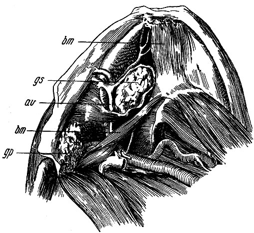 . 187.   ,  . bm -   m. biventris maxillae inf.; gs - glandula submaxillaris; av - arteria et vena maxillares externae; bm -   m. biventris maxillae inf.; gp -    