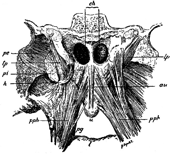 . 191.   ,     . ch - ;  - uvula  ; l -  ; u - m. azygos uvulae; lp - m. levator palati mollis;          tp - m. tensor palati mollis,     h - hamulus pterygoideus; pph, pph - m. palato-pharyngei  ; pg - m. palato-glossus (        );  - m. pterygoideus externus; pi - m. pterygoideus internus