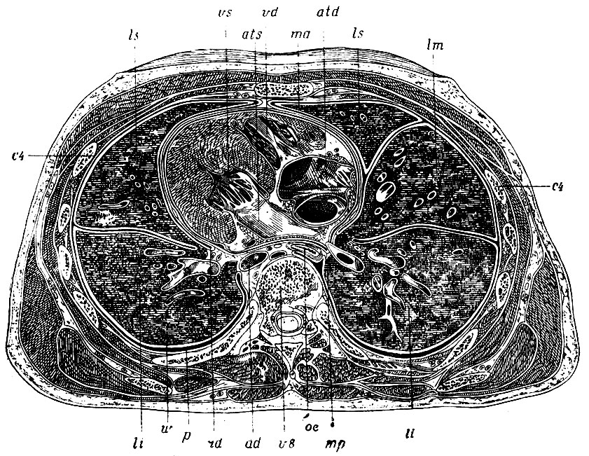 . 234.      VIII . v8 -  ; ad - aorta descendens; oe - ; ls, ls -       (     ); lm -    ; li, li -       (     );  -   ,      ;  -   ; w - pleura pulmonalis ( );  - pleura costalis ( ); rd -     ,     ,      ; vs -   ; ats -  ; vd -   ; atd -  ; 4 -  
