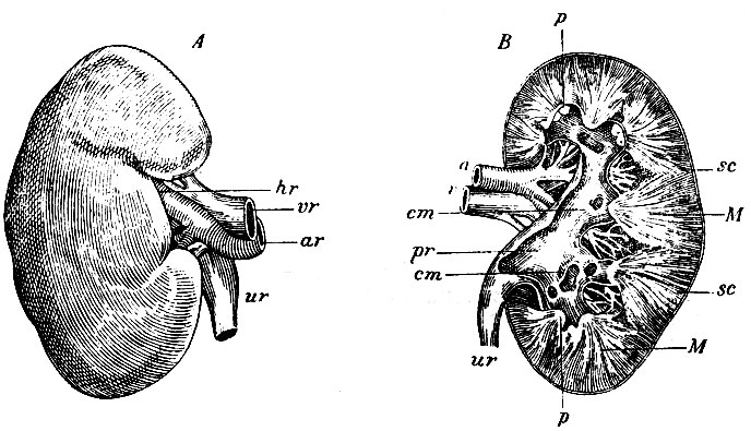 . 238.  -    . hr - hilus renis; vr - vena renalis; ar-arteria renalis;  - .  -    , sc, sc - substantia corticalis; M, M - substantia medullaris,   ; ,  - papillae renales; cm, cm - calices renales majores; pr - pelvis renalis; ur - ; a - arteria renalis; v - vena renalis