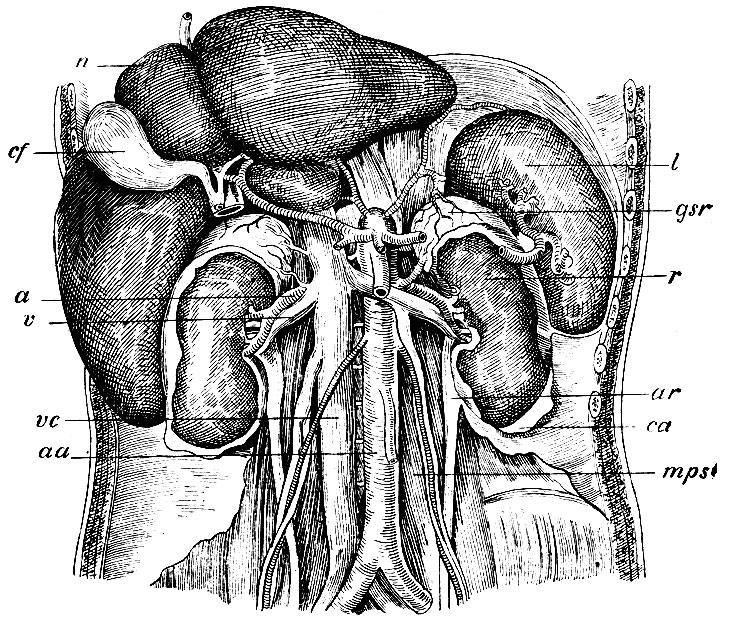 . 239.  ,     r - ; gsr - glandula suprarenalis; ar - ;  - capsula fibrosa renis,mps - m. psoas major; l - ; n - ,  ; cf -  ;  - arteria renalis; v - v. renalis; vc - v. cava inferior; aa - arteria aorta